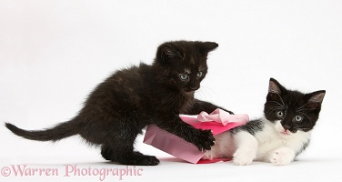 Kittens playing with birthday gift bag