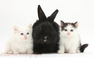 White and black-and-white kittens and black rabbit