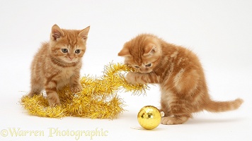 Red tabby kittens with Christmas tinsel and bauble
