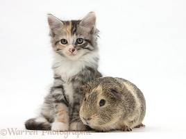 Guinea pig and Maine Coon-cross kitten, 7 weeks old