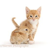 Ginger kitten, 7 weeks old, and baby sandy Lop rabbit