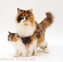 Calico female cat and kitten