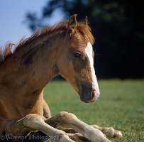 British show pony foal