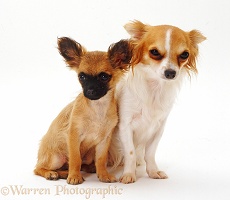 Chihuahua and pup