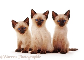 Three Siamese kittens sitting