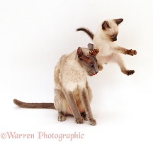 Siamese kitten trying to leap over his mum's head