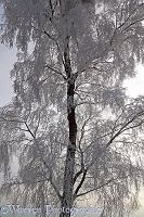 Rime-covered birch tree