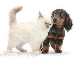 Blue-point kitten and blue-and-tan Dachshund pup