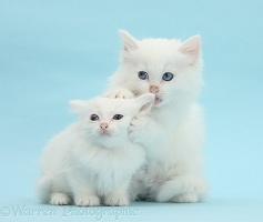 White Maine Coon-cross kittens