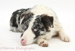 Blue merle Border Collie with chin on floor