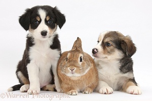 Border Collie pups, 6 weeks old, and rabbit