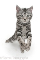 Silver tabby kitten reaching up