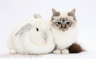 Tabby-point Birman cat and white rabbit