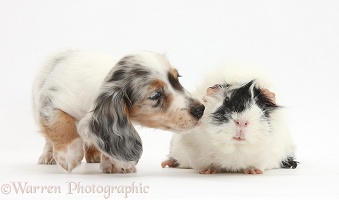 Dapple Dachshund pup and Guinea pig