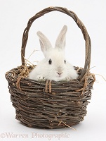 Baby white rabbit in a wicker basket