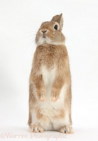 Netherland dwarf-cross rabbit