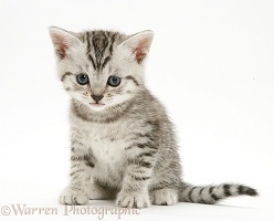 Silver tabby shorthair kitten sitting