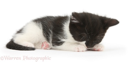 Black-and-white kitten asleep