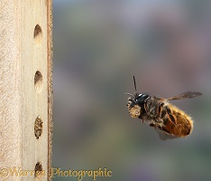 Red Mason Bee carrying mud