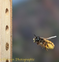 Red Mason Bee carrying pollen