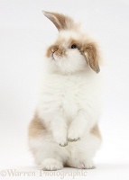 Young fluffy rabbit standing up