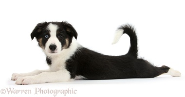 Odd-eyed Tricolour Border Collie pup, lying stretched out