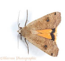 Lesser Yellow underwing moth