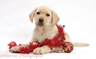 Yellow Labrador Retriever pup with decorations