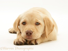 Yellow Labrador Retriever pup, with chin on paws
