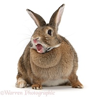 Agouti rabbit yawning
