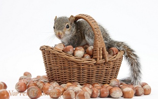 Young Grey Squirrel with wicker basket of hazel nuts