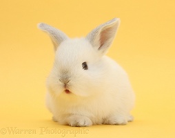 White rabbit on yellow background