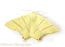 Swallotail moth