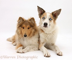 Rough Collie and sable Border Collie