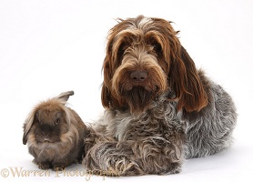 Brown Roan Italian Spinone dog and rabbit
