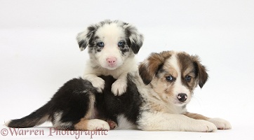 Tricolour and merle Border Collie puppies, 6 weeks old