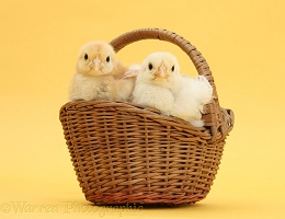Yellow Bantam chicks in a wicker basket