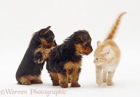 Ginger kitten meeting Yorkie pups