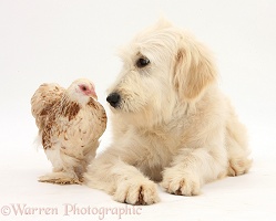 Chicken and Goldendoodle