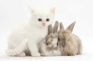 White kitten and baby rabbits