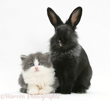 Grey-and-white kitten with black Lionhead-cross rabbit