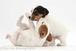 Two playful Jack Russell Terrier puppies, 4 weeks old