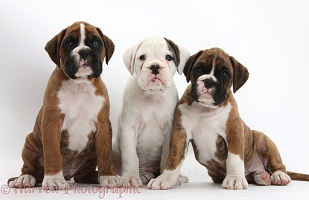 Three Boxer puppies sitting