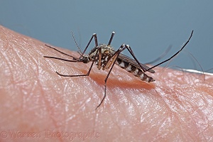 Mosquito on human arm