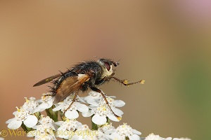 Parasitic fly on Yarrow