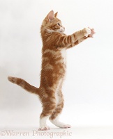 Ginger kitten standing up with raised paws