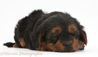 Yorkipoo pup, 6 weeks old, sleeping