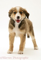 Sable Border Collie pup standing