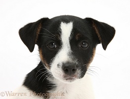 Jack Russell Terrier pup