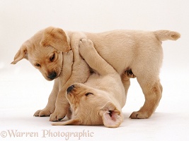 Yellow Labrador Retriever pup play-fighting